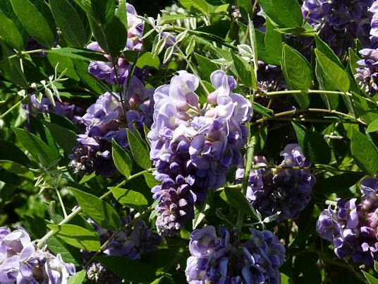 {Wisteria frutescens}
